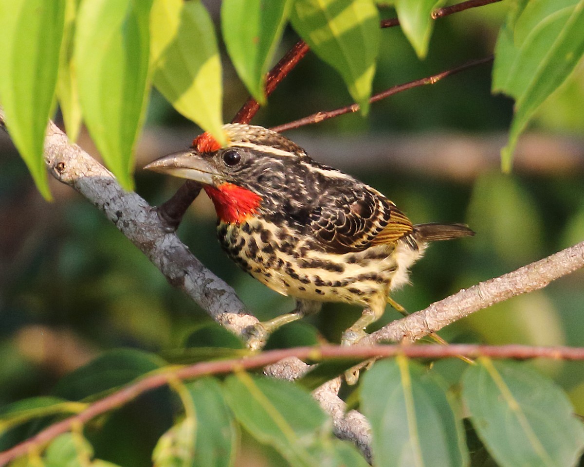 Black-spotted Barbet - ML271522111