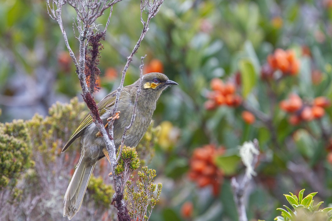 Orange-cheeked Honeyeater - Susan Myers