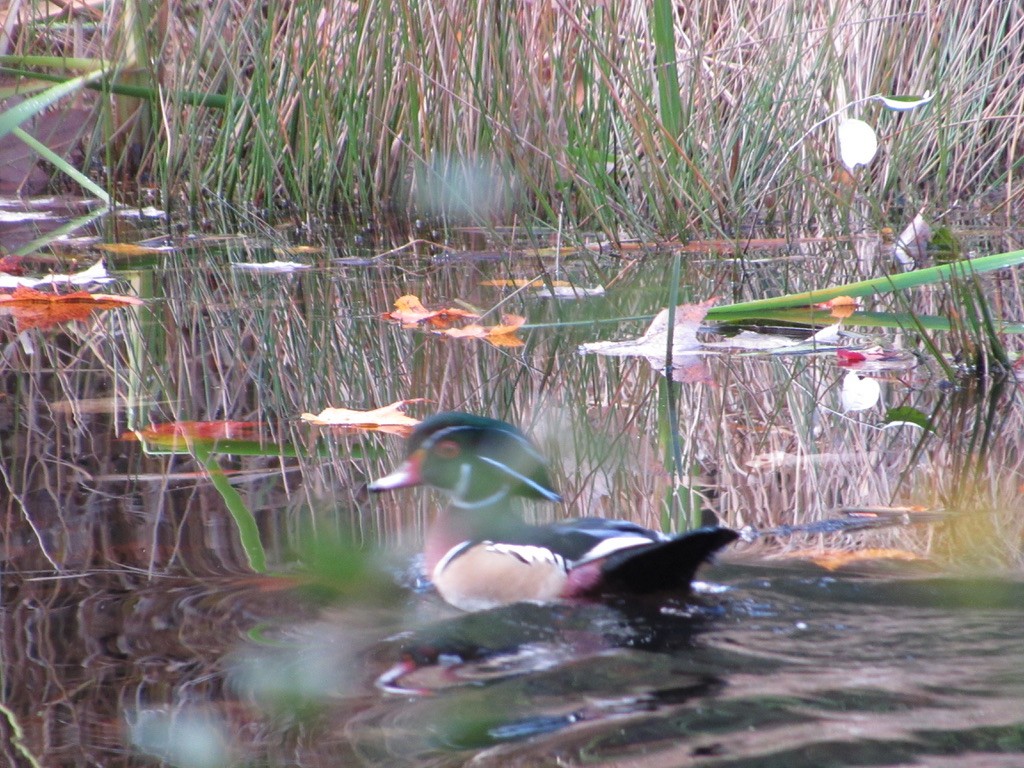 Wood Duck - Mickey Ryan