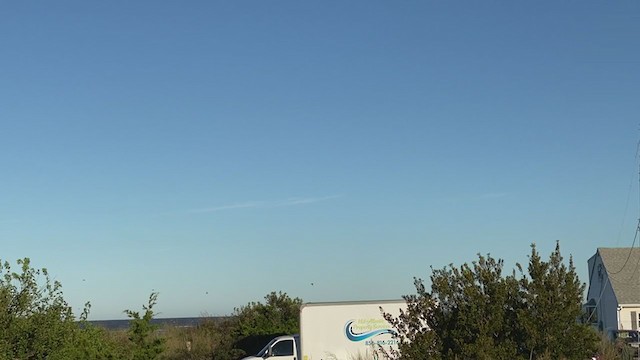 American Redstart - ML271523821