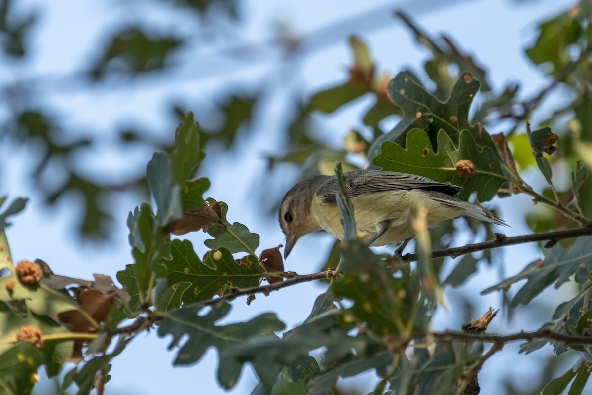 Vireo Gorjeador - ML271524021