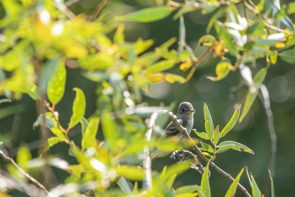 Western Wood-Pewee - ML271524591