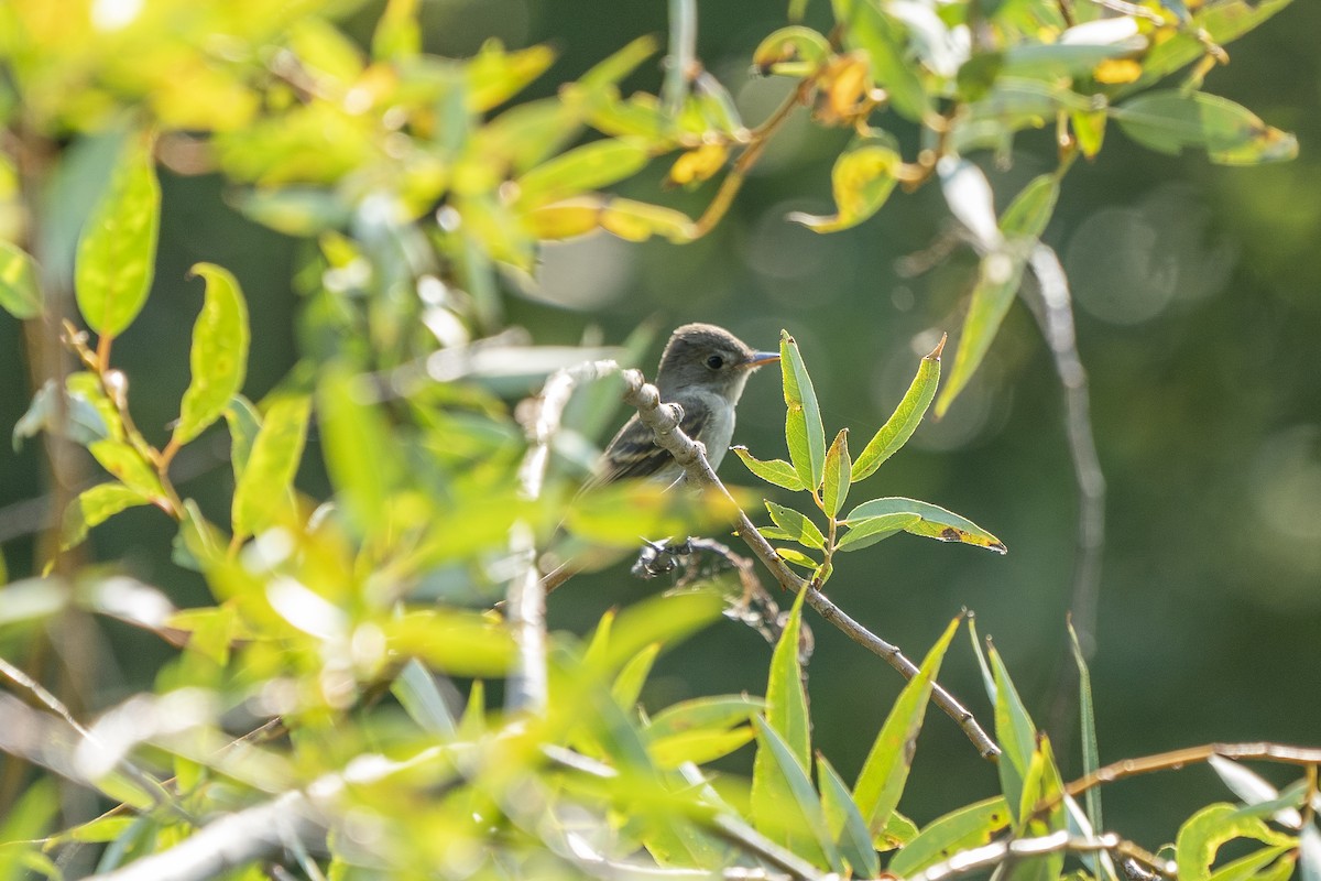 Western Wood-Pewee - ML271524601