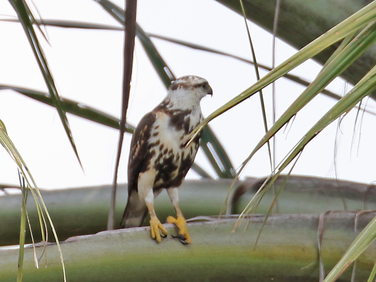 Gray-lined Hawk - ML271525361