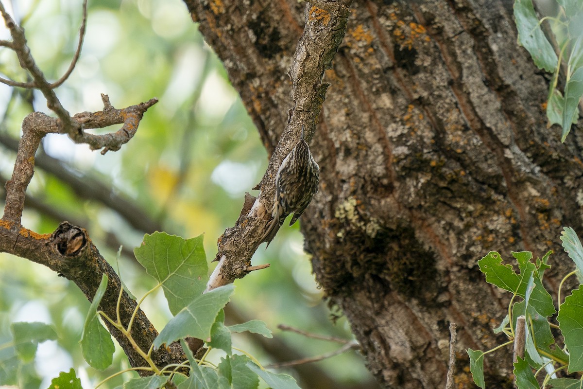 Brown Creeper - ML271526201