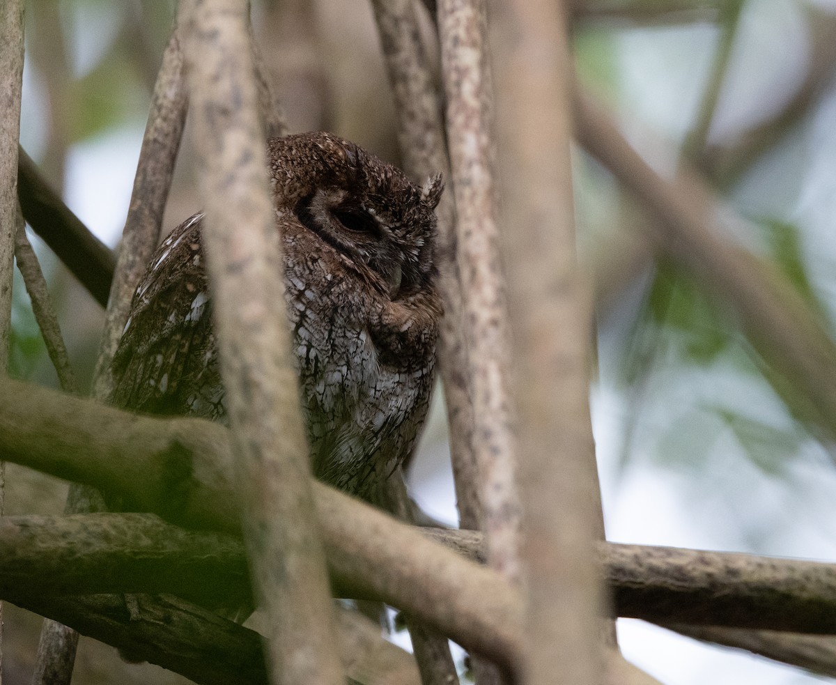 Tropical Screech-Owl - Hans Bucht