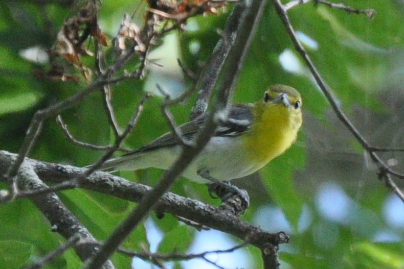 Yellow-throated Vireo - ML271527311