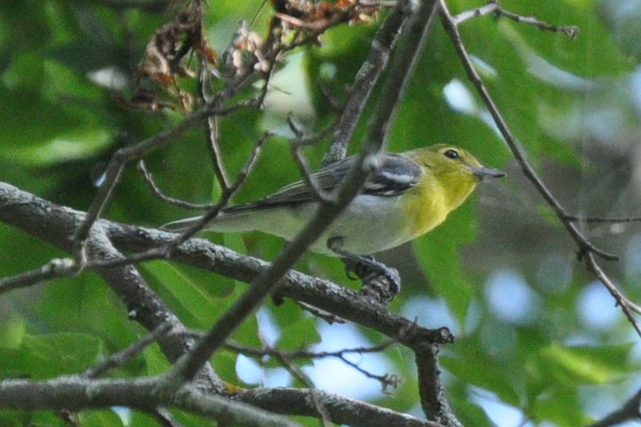 Yellow-throated Vireo - ML271527391