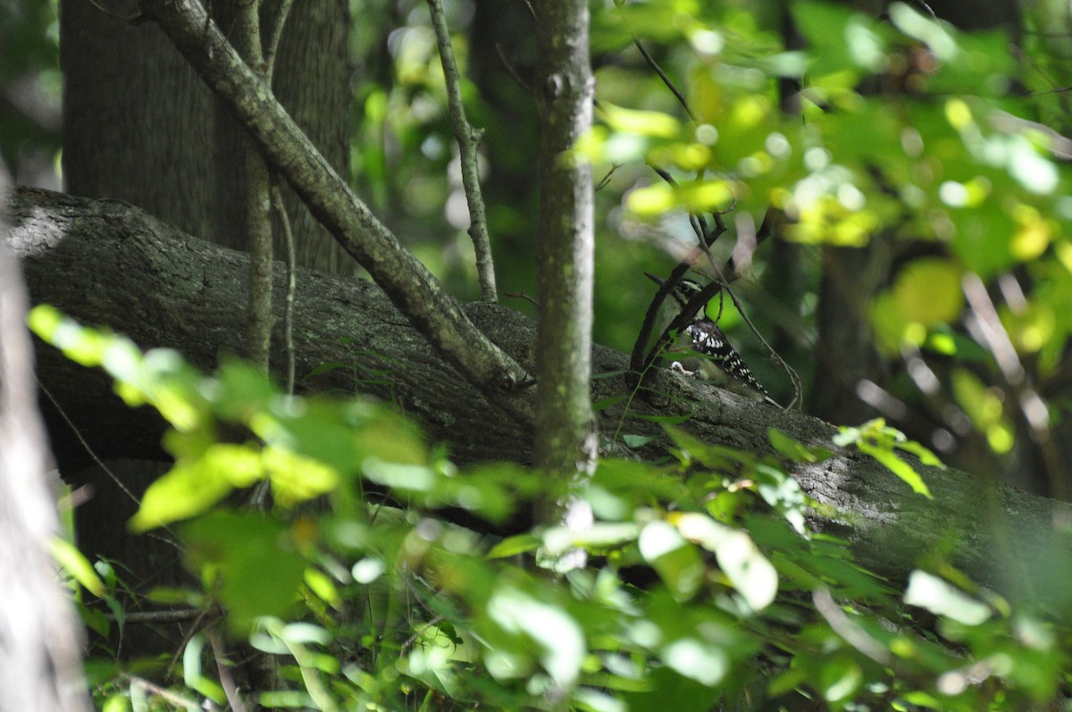 Hairy Woodpecker - ML271527561