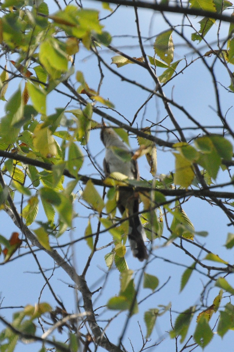 Yellow-billed Cuckoo - ML271527571
