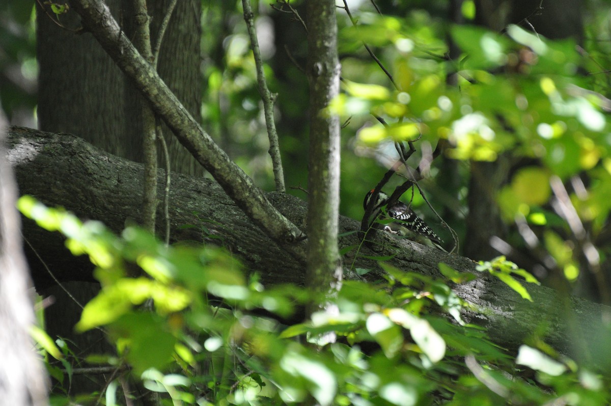 Hairy Woodpecker - ML271527591