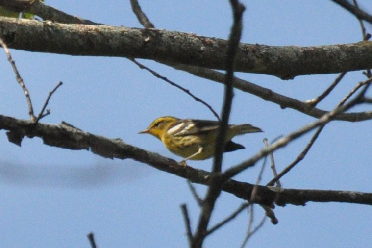 Blackburnian Warbler - ML271527641