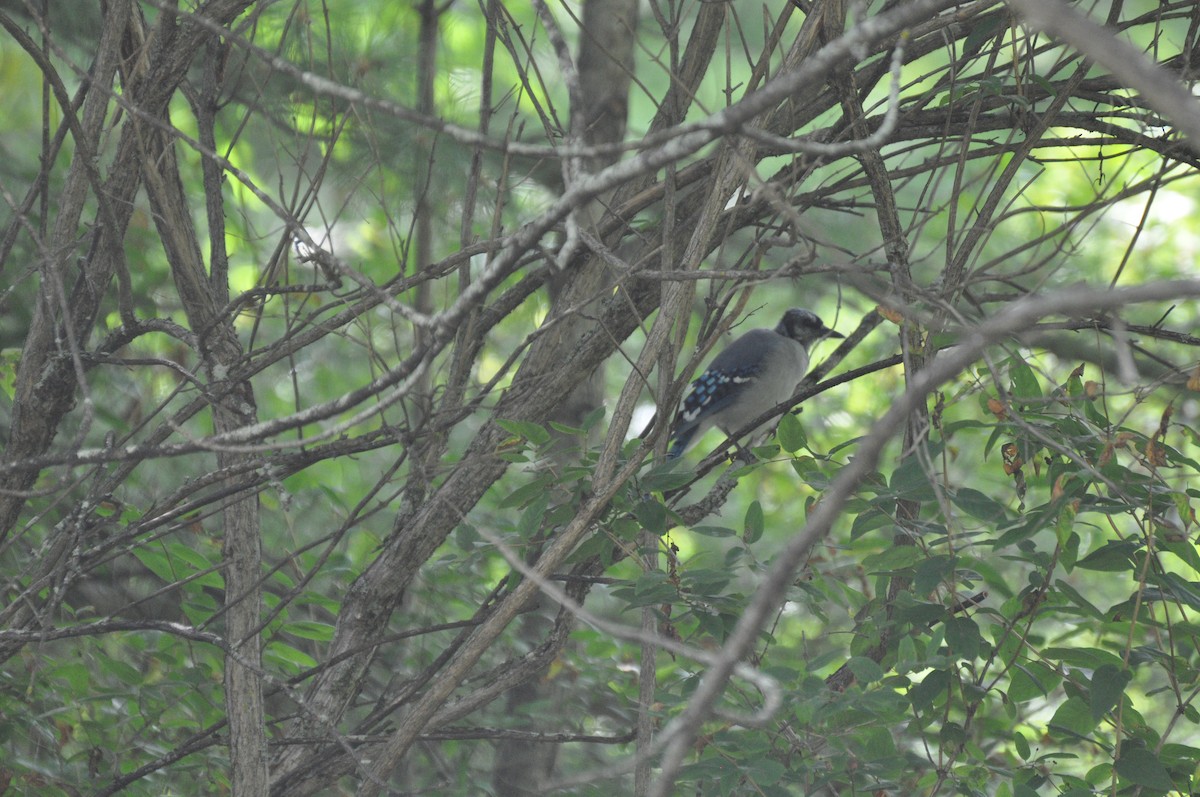 Blue Jay - ML271527821
