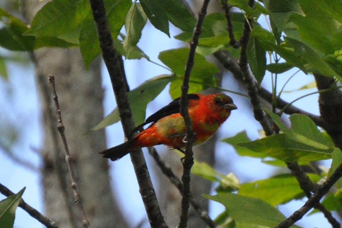 Scarlet Tanager - ML271527831