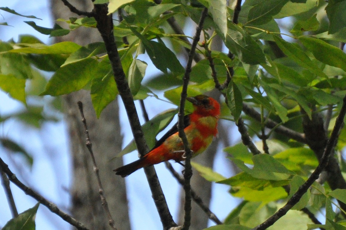 Scarlet Tanager - ML271527841