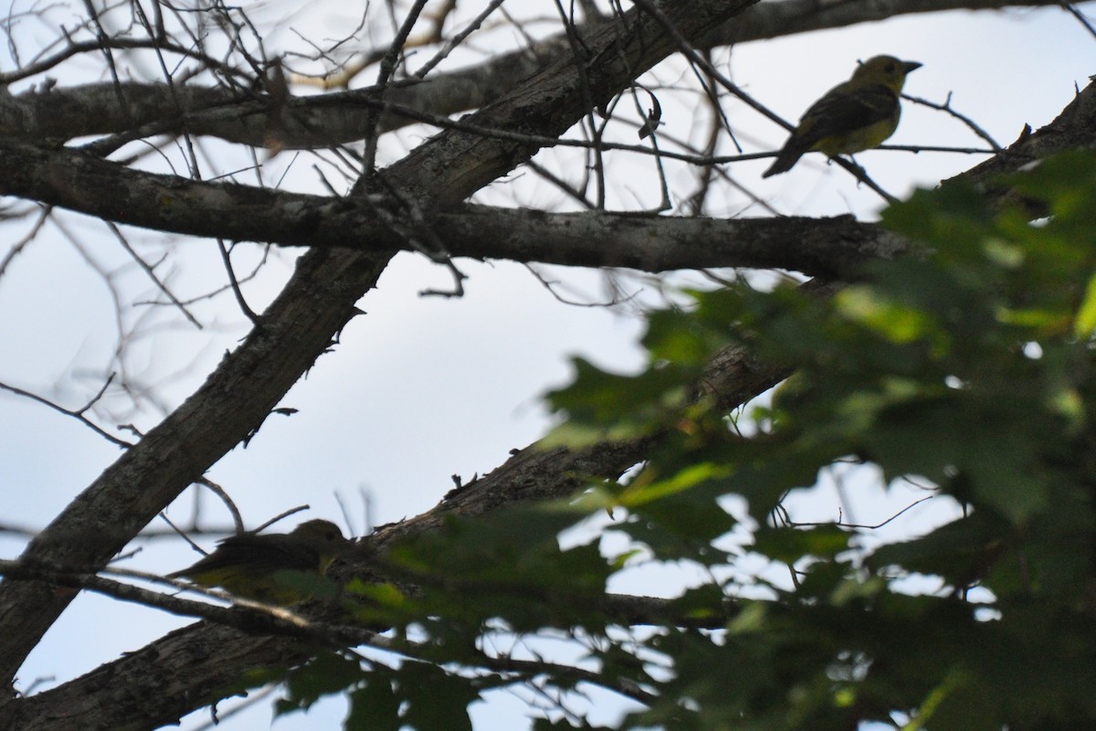 Scarlet Tanager - ML271527981