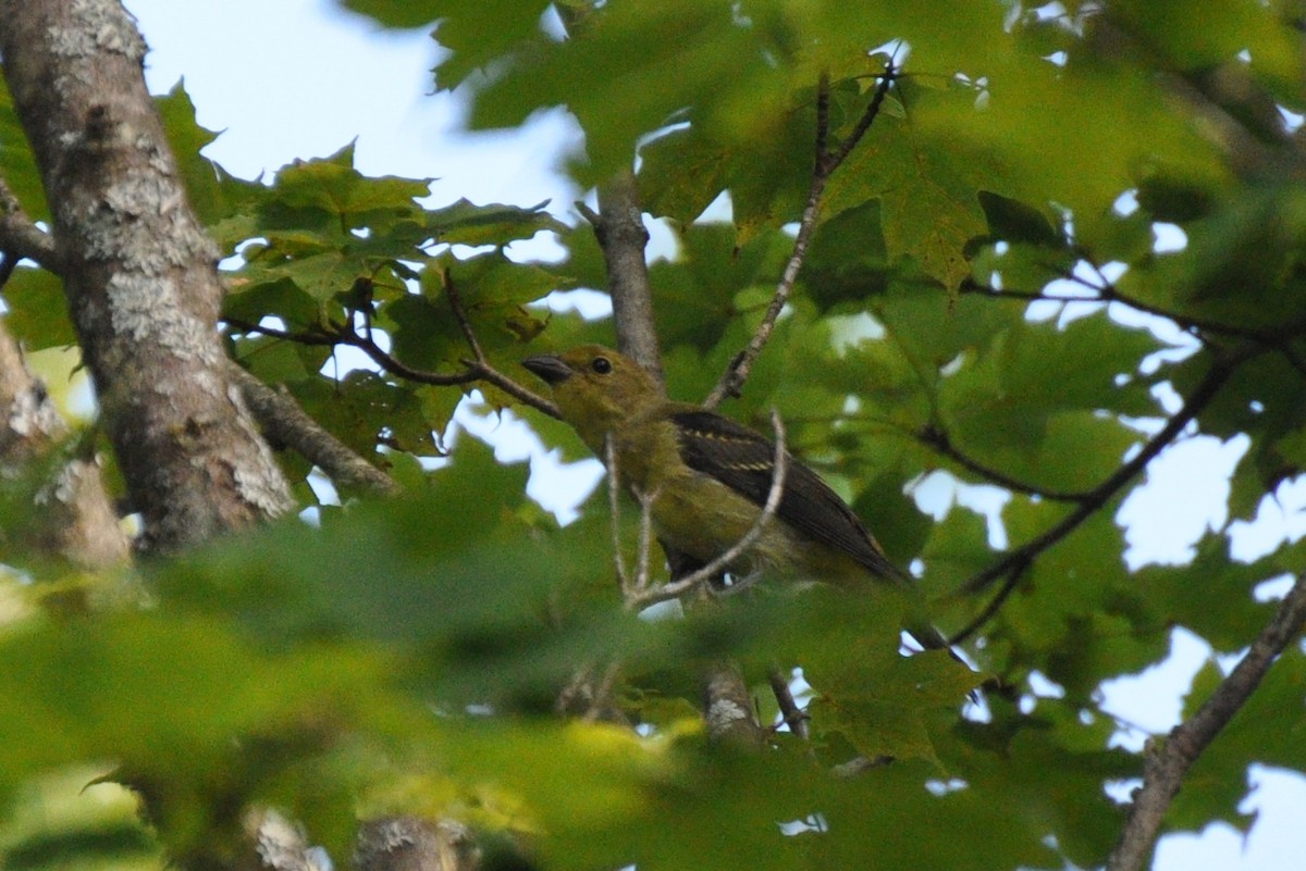 Scarlet Tanager - ML271528021
