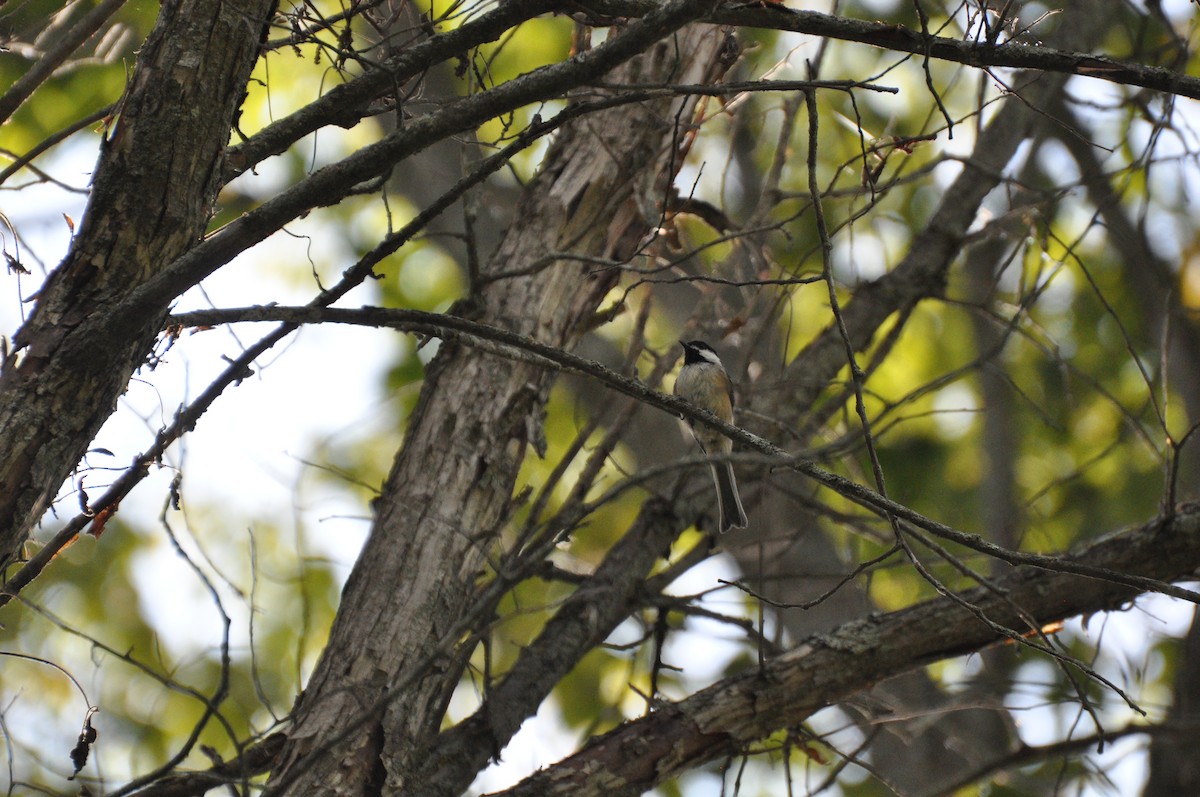 Black-capped Chickadee - ML271528071