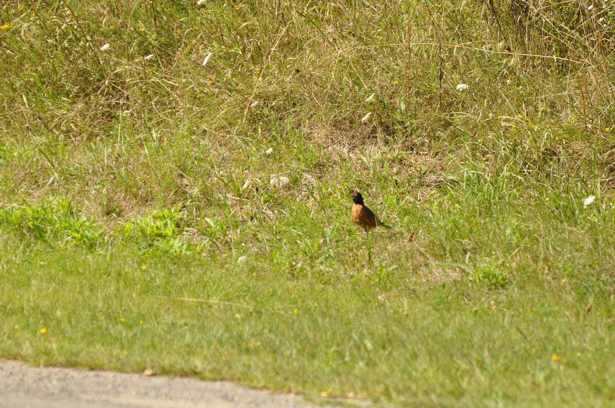 American Robin - ML271528101