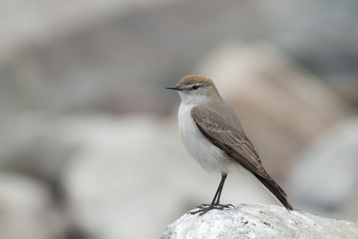 White-browed Ground-Tyrant - ML271528931