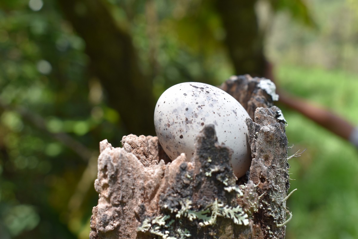 Common Potoo - ML271529541