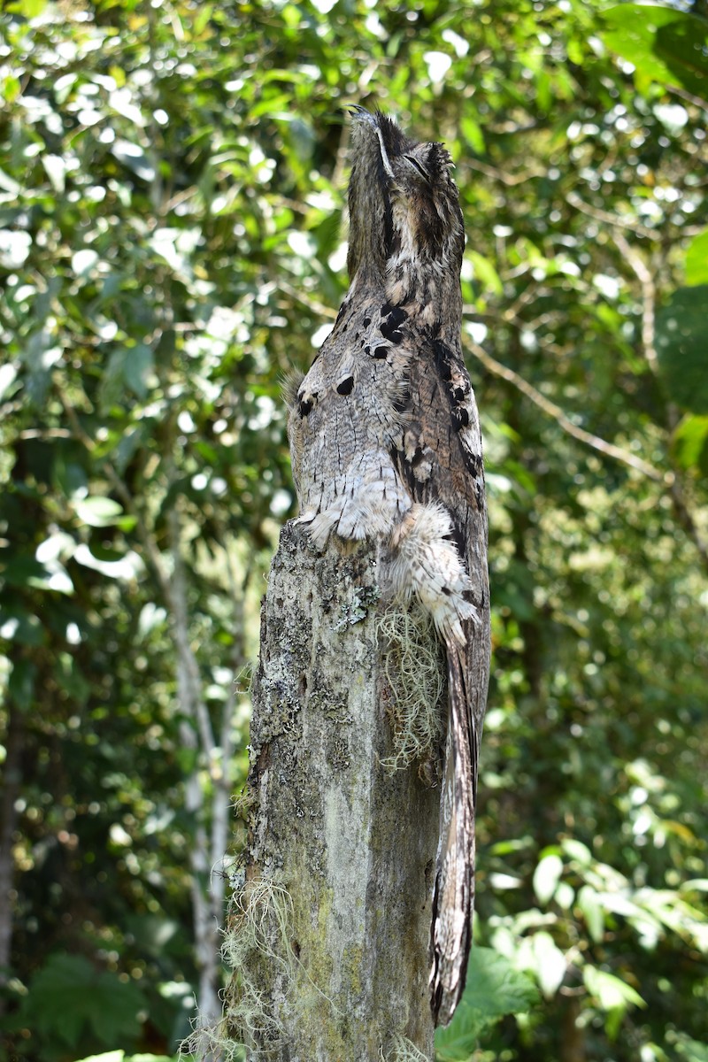 Common Potoo - ML271529931