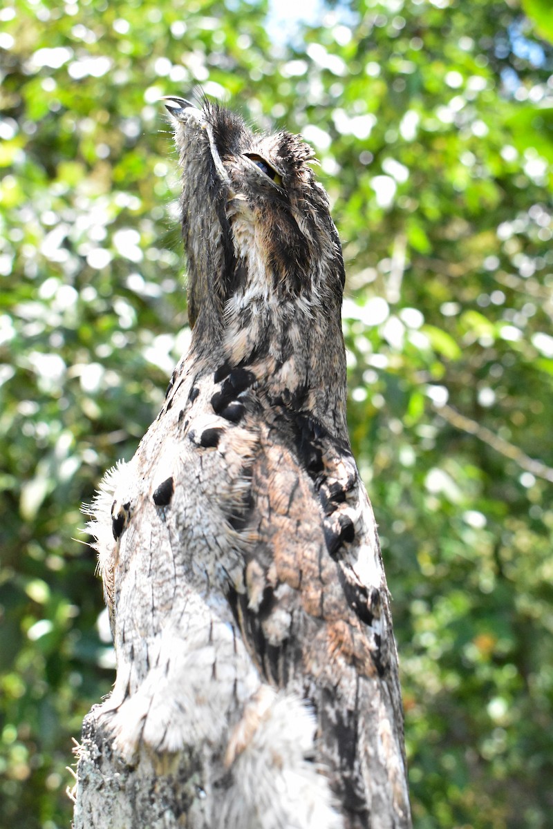 Common Potoo - Fredy Ramón Castillo