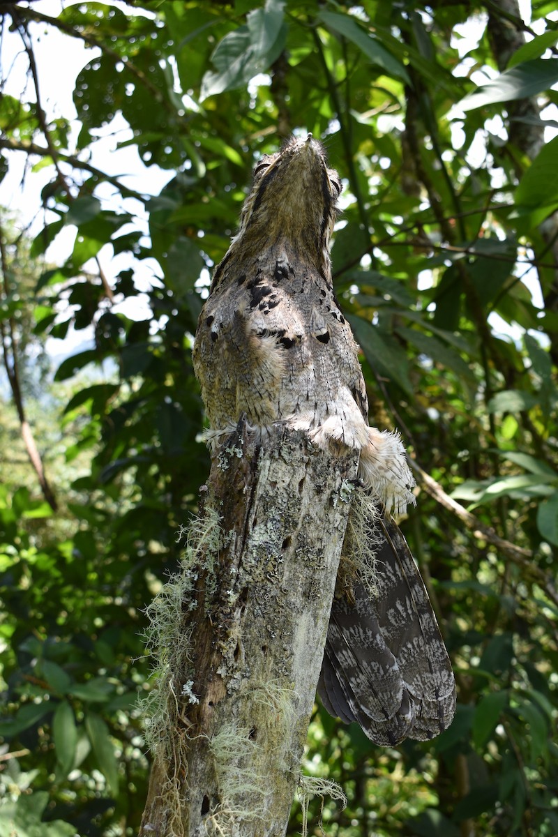 Common Potoo - ML271530321