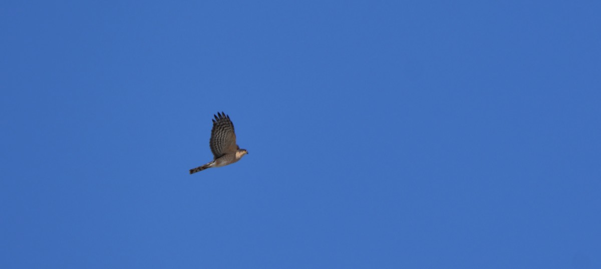 Sharp-shinned/Cooper's Hawk - ML27153041