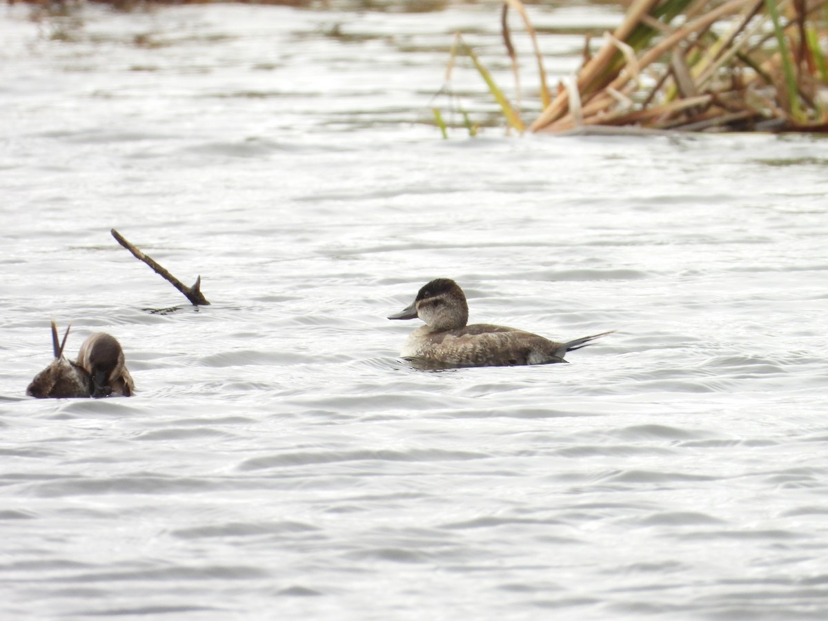 Ruddy Duck - ML271536531