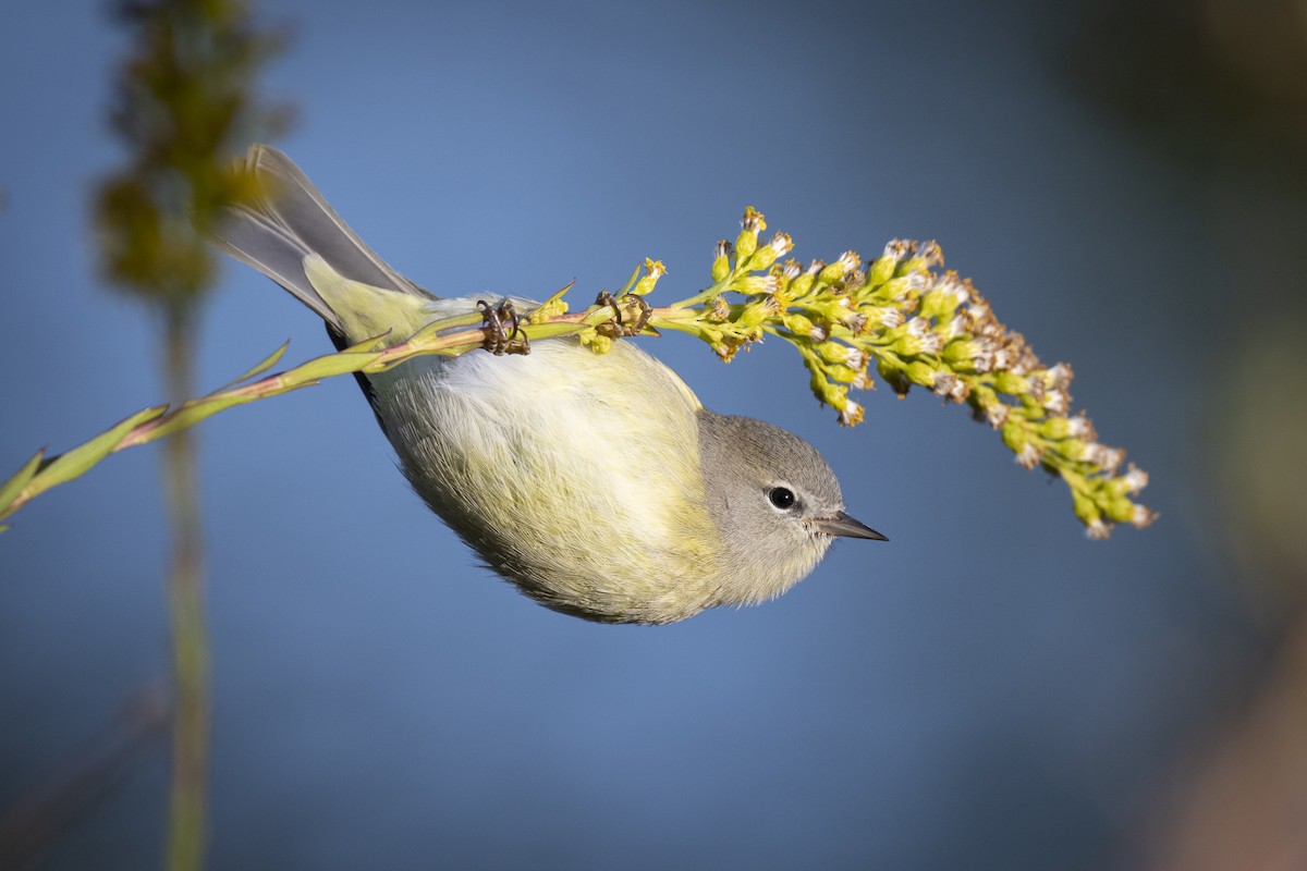 Orange-crowned Warbler - Russ Smith
