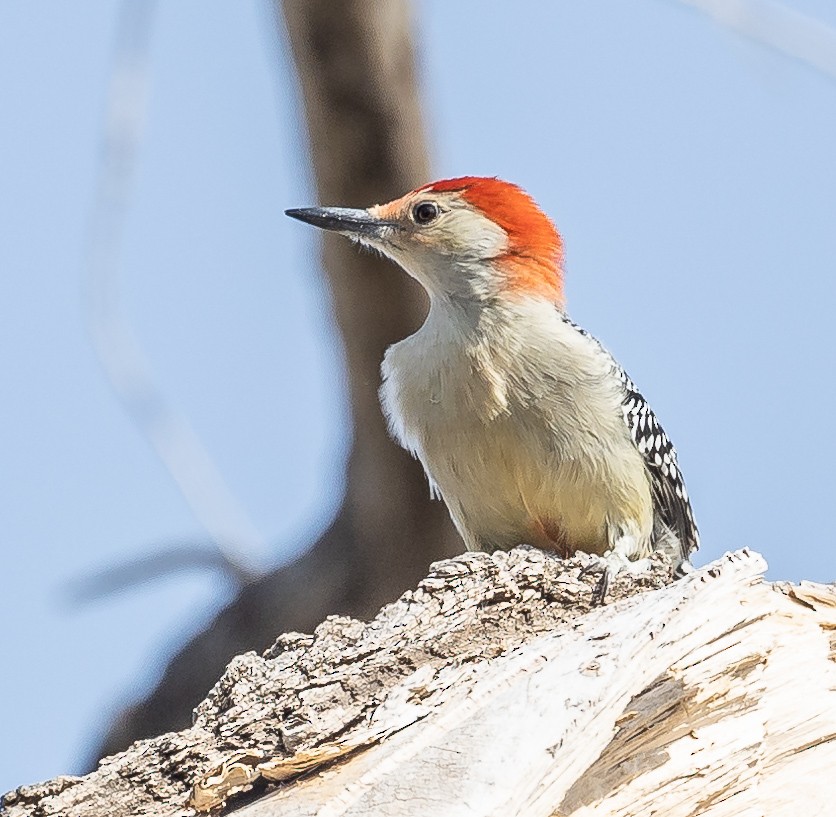 Red-bellied Woodpecker - ML271538061