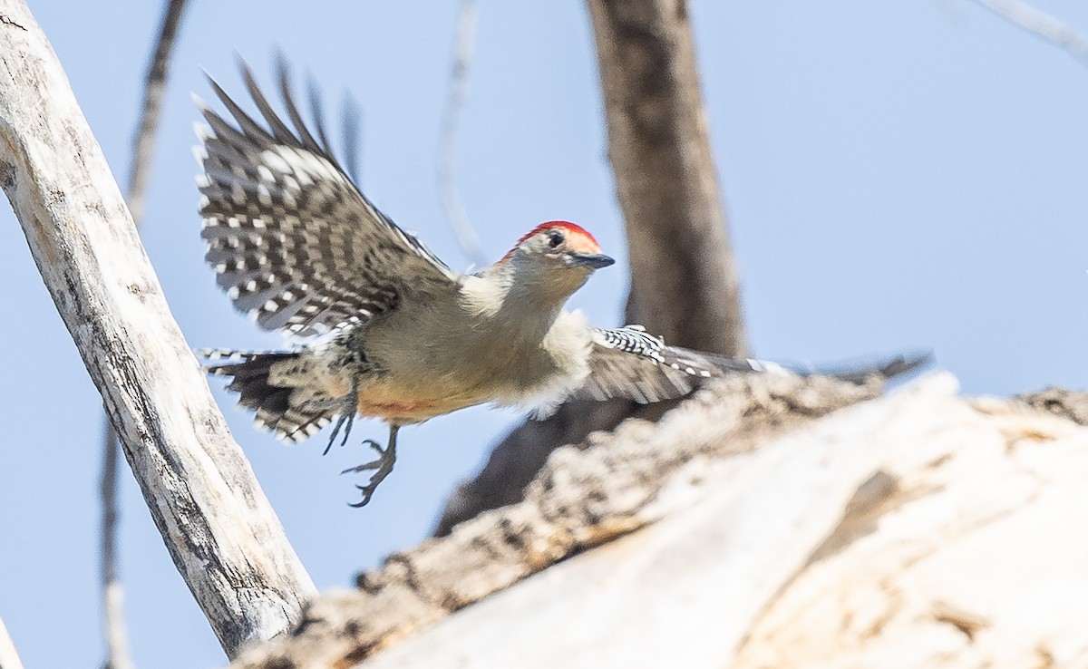 Red-bellied Woodpecker - ML271538071
