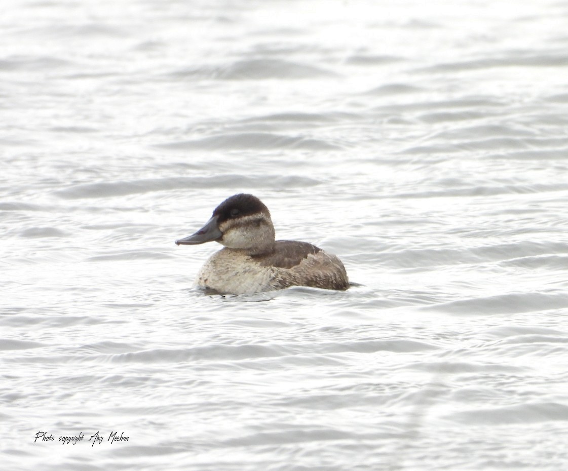 Ruddy Duck - ML271538941