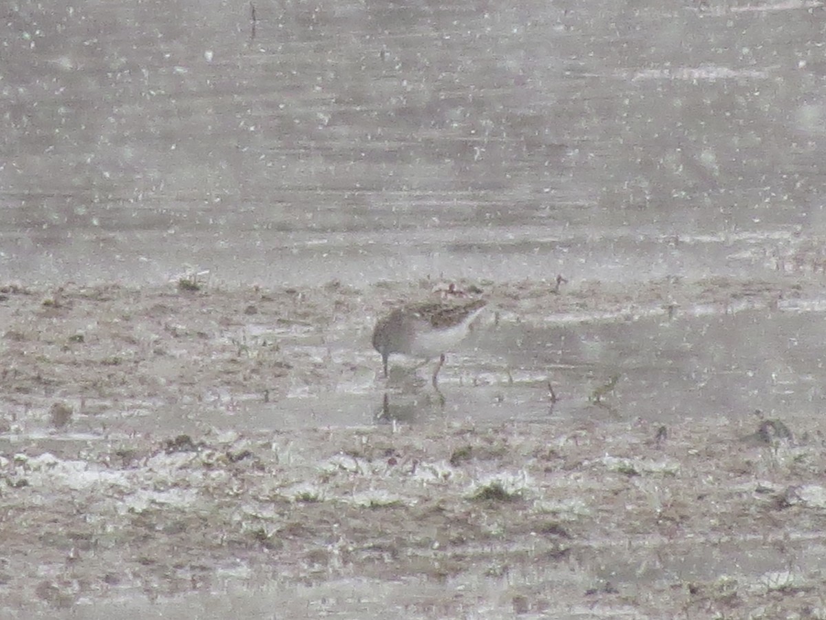 Least Sandpiper - ML27154231