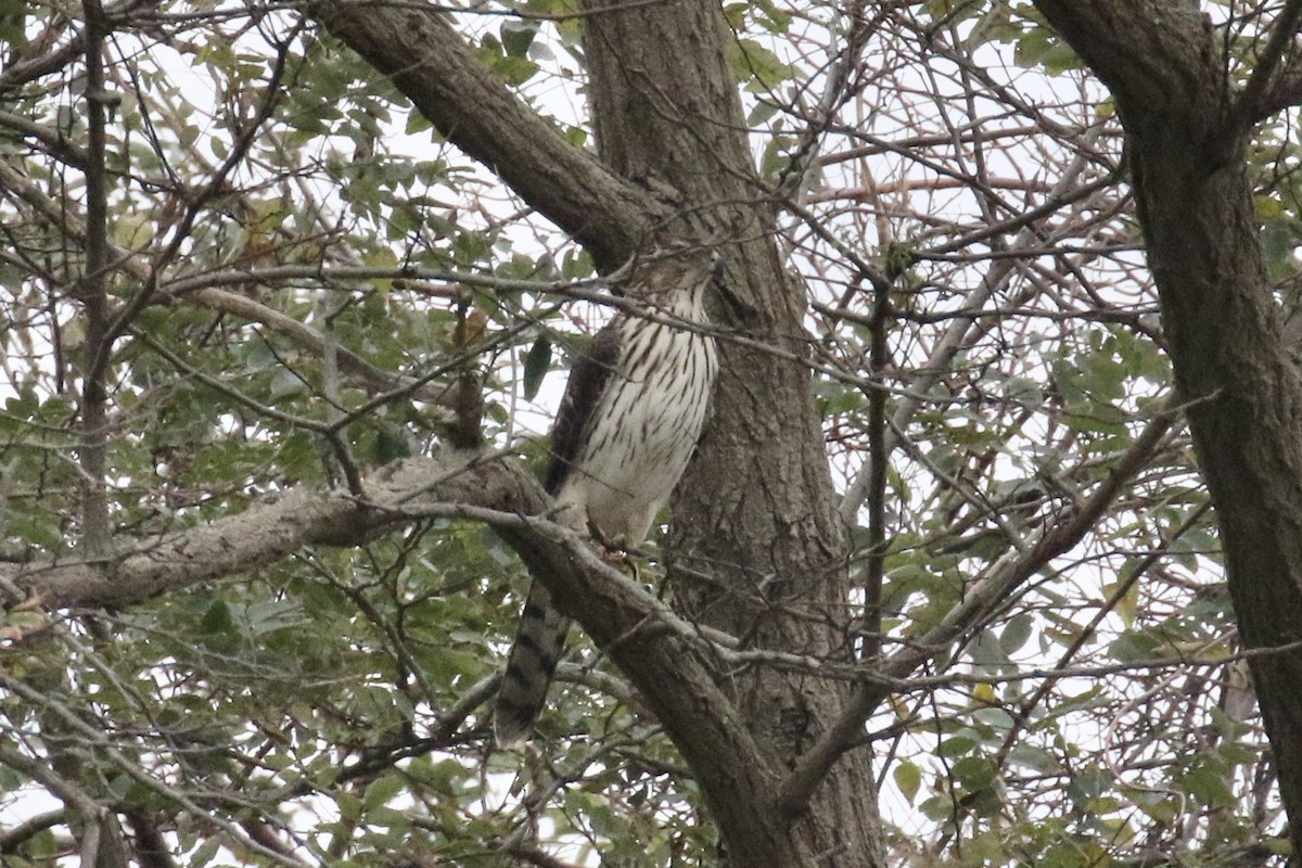 Cooper's Hawk - Andy Sanford