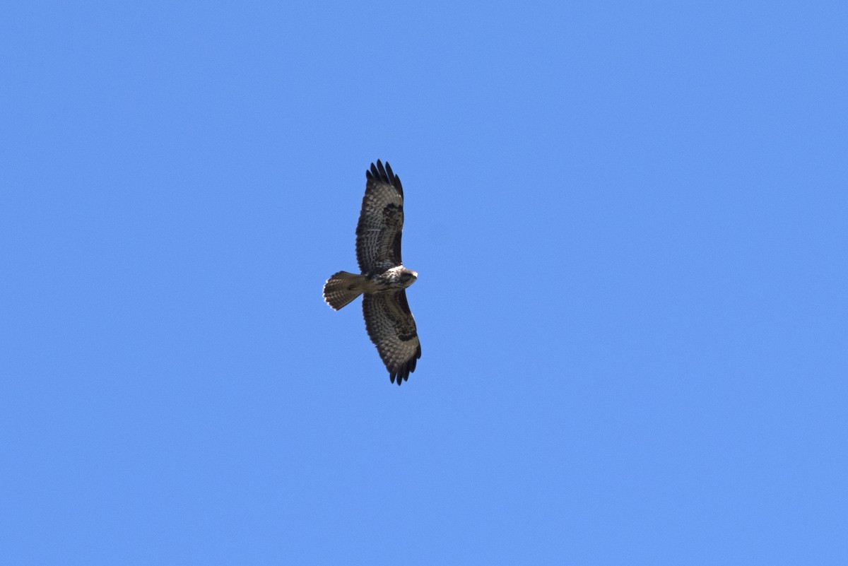 Common Buzzard - ML271545661