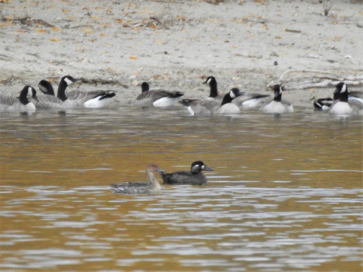 Surf Scoter - ML271546321