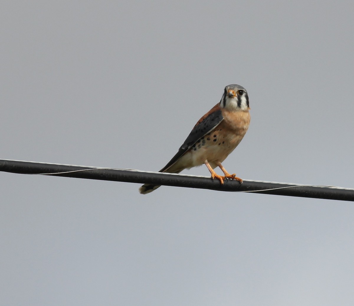 American Kestrel - ML271548561