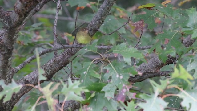 Connecticut Warbler - ML271549001