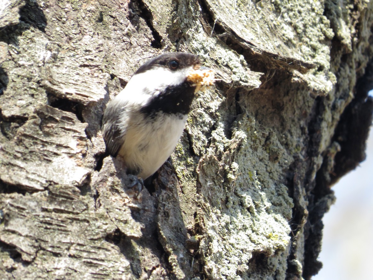 Black-capped Chickadee - ML27154921