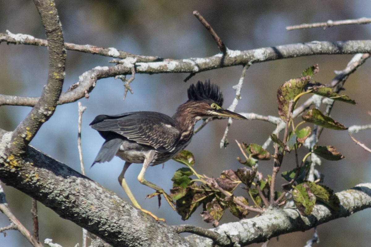 Green Heron - ML271553111