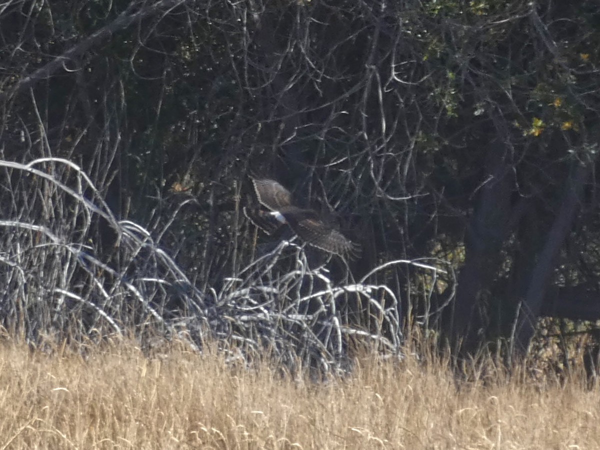 Northern Harrier - ML271553201