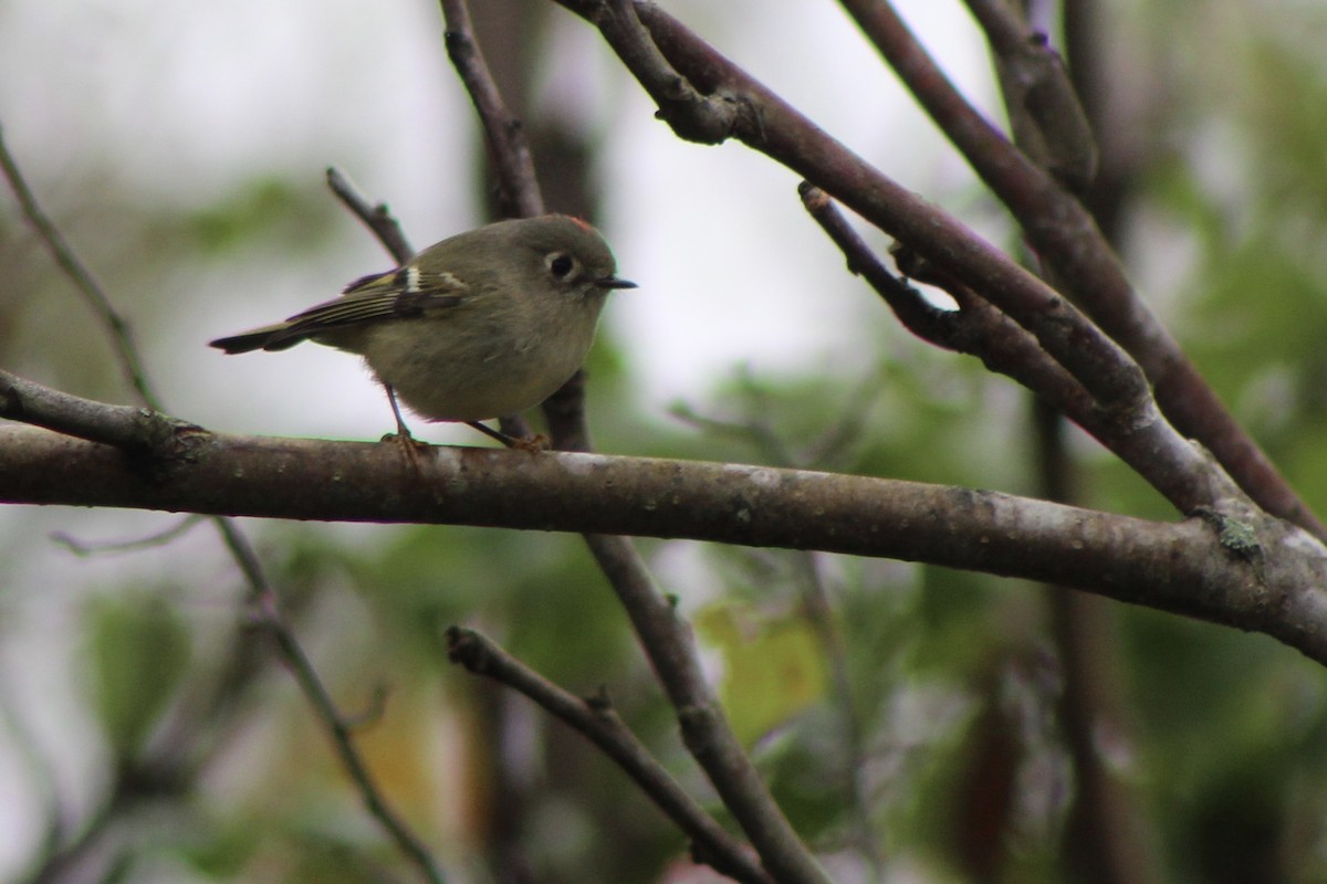 Ruby-crowned Kinglet - Ty Smith