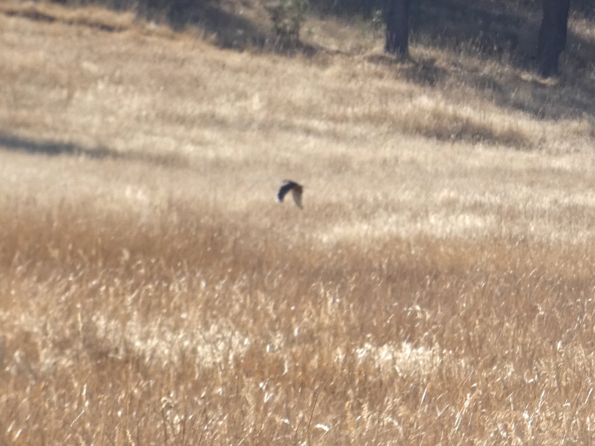 Northern Harrier - ML271553301