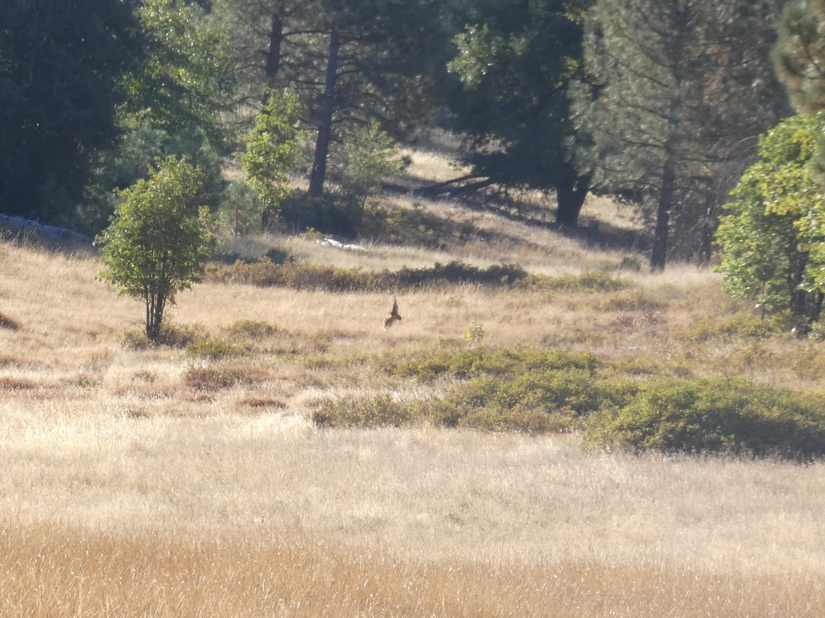 Northern Harrier - ML271553361