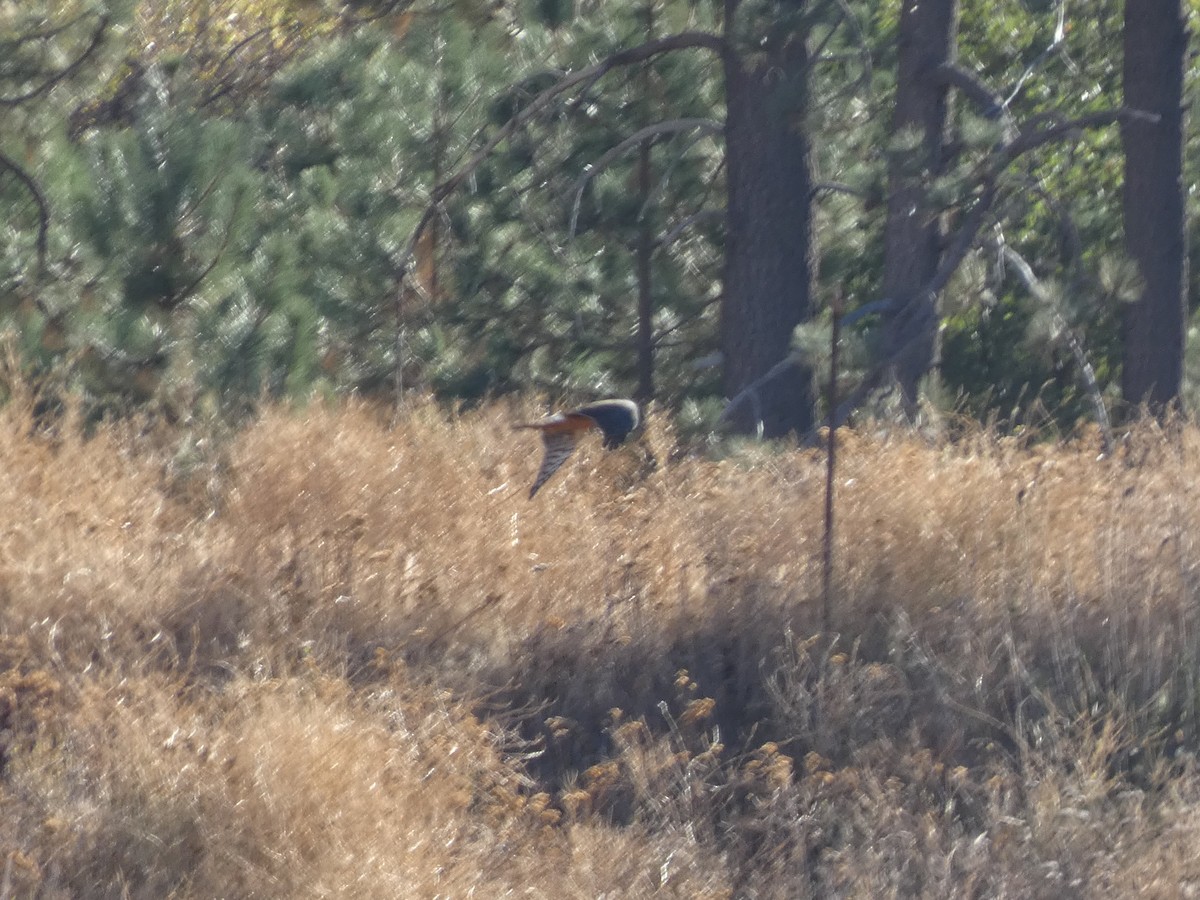 Northern Harrier - ML271553761