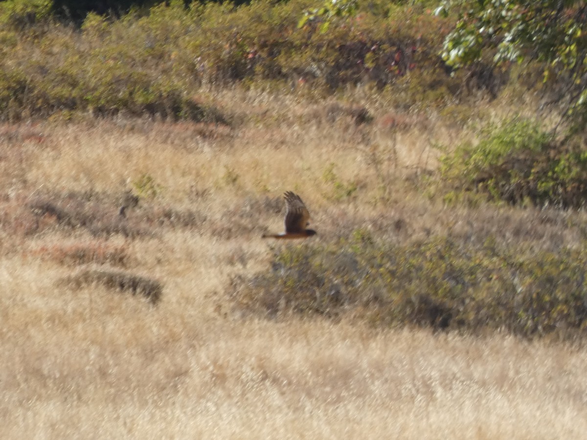 Northern Harrier - ML271553801