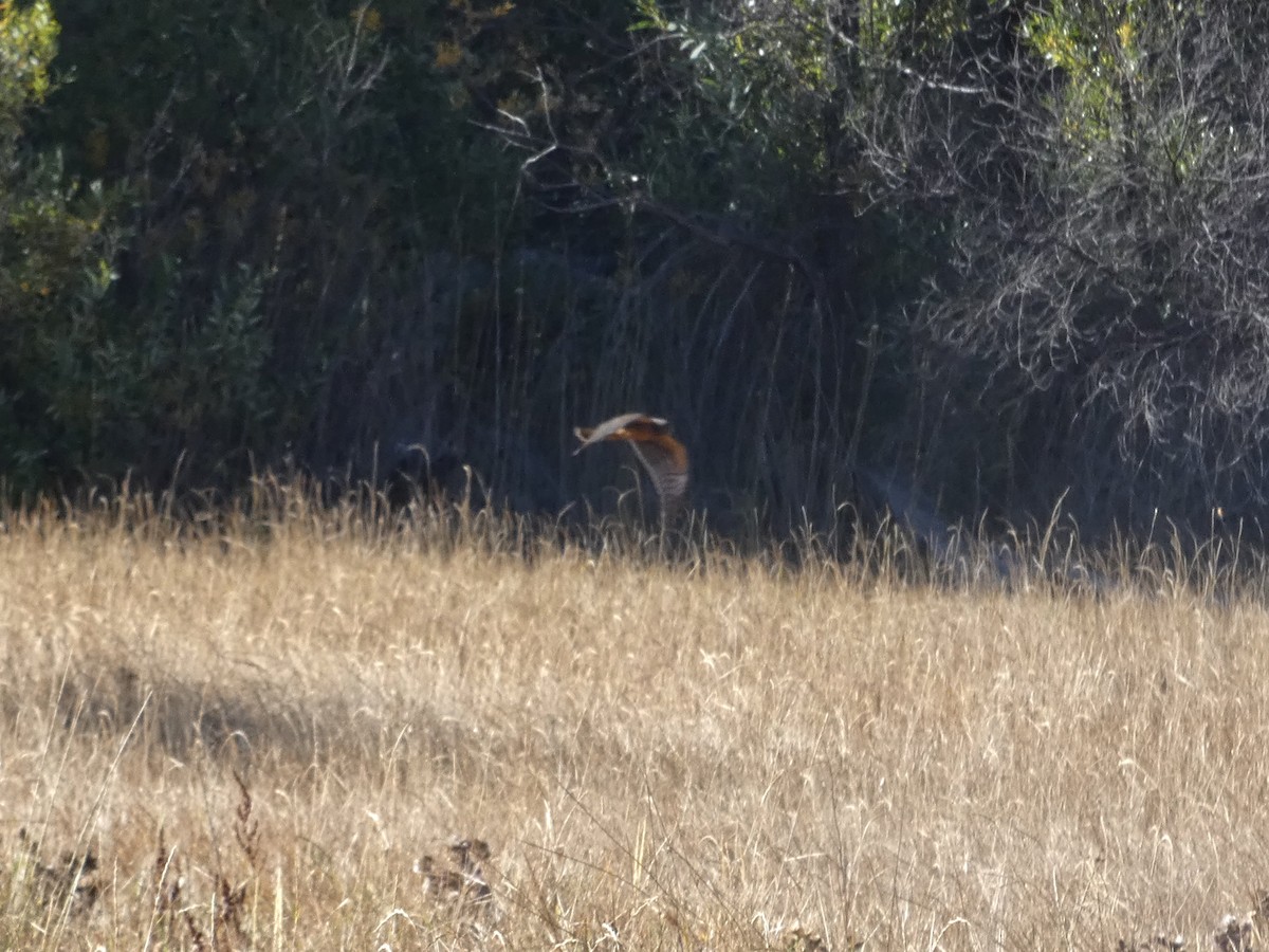 Northern Harrier - ML271554041