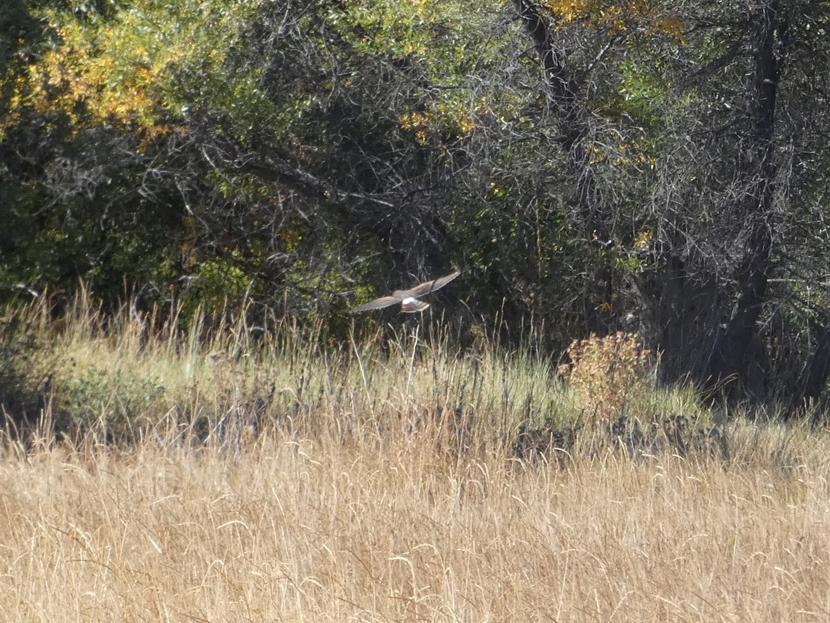 Northern Harrier - ML271554071